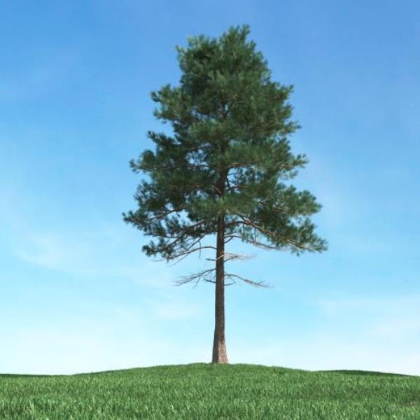 درخت کاج - دانلود مدل سه بعدی درخت کاج - آبجکت سه بعدی درخت کاج - دانلود آبجکت سه بعدی درخت کاج -دانلود مدل سه بعدی fbx - دانلود مدل سه بعدی obj -Pine Tree 3d model free download  - Pine Tree 3d Object - Pine Tree OBJ 3d models - Pine Tree FBX 3d Models - 
